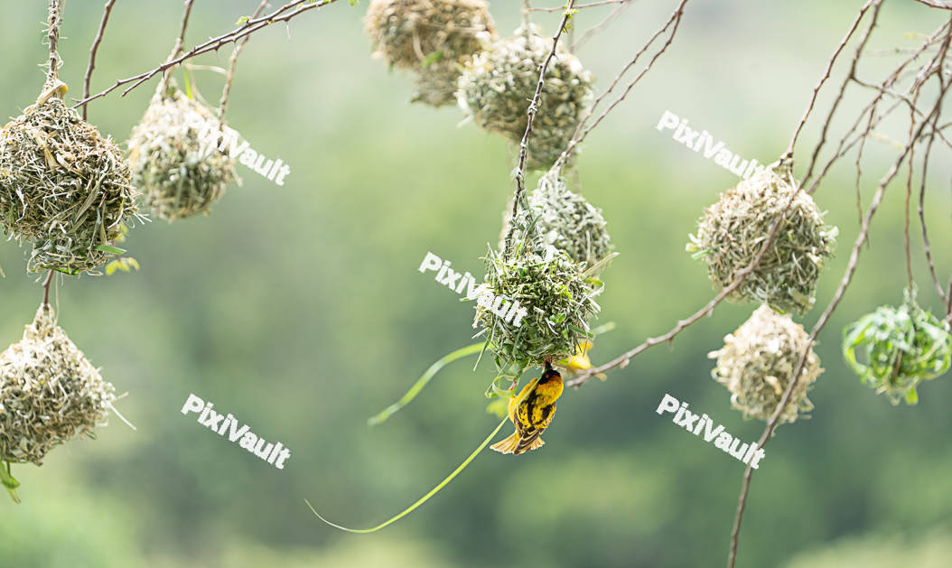 Village Weaver Nests
